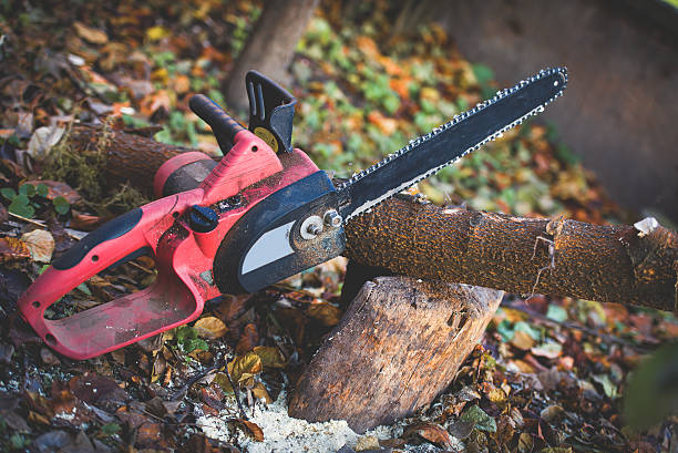 How Our Tree Care Process Works  in  Buffalo, MO